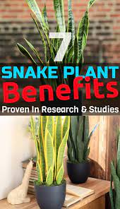 7 Great Snake Plant Benefits Proven In Research Studies Plant Benefits Plants Snake Plant Care