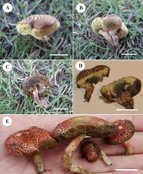 Image result for Xerocomellus diffractus