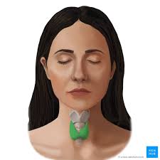 Unusual nodules, or bumps, on your neck persistent hoarseness or other voice changes Thyroid Gland Disorders Causes Symptoms Treatment Kenhub