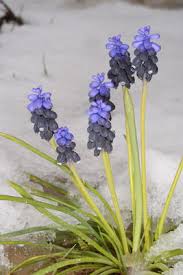 Image result for Blepharis reekmansii