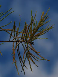 Image result for Cupressaceae