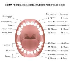 Check spelling or type a new query. Prorezyvanie Zubov U Detej Poryadok I Simptomy