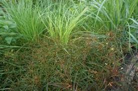 Image result for Lysimachia barbata