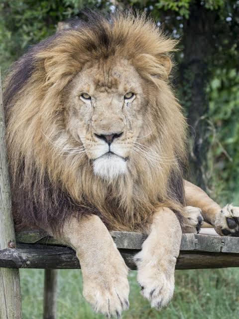 Leone