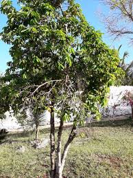 Image result for Annona muricata