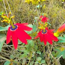 Image result for Ixora mildbraedii