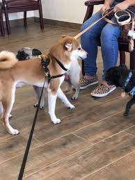 We believe quality veterinary care should always be affordable. Affordable Pet Clinic Katy 11 Photos 44 Reviews Veterinarians 6155 N Fry Rd Katy Tx Phone Number