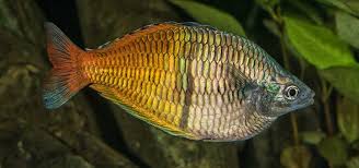 It should take less than 30 minutes before your fish's gills stop moving. How To Prevent Ich On Fish Tropical Fish Hobbyist Magazine