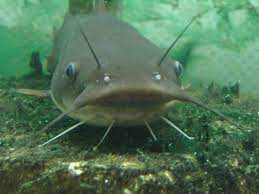 Catfish If Only I Had A Pond Lake At Dream House Catfish Catfish Fishing Fish