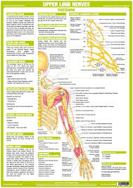 nervous system anatomy charts set of 6 nerve anatomy