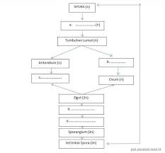 We did not find results for: Lengkapilah Skema Metagenesis Tumbuhan Lumut Berikut Primalangga