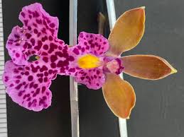 Image result for Cribbia