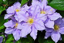 It is one of seven species of clematis native to new zealand. Clematis Wikipedia