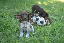 German wirehaired pointer puppies for sale canada. German Shorthaired Pointer Puppies For Sale In Guelph Ontario Nice Pets In Canada