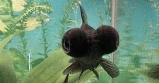 Goldfish Varieties Big Eyed Fish Goldfish Fish