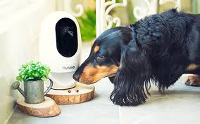 Check spelling or type a new query. Best Pet Cameras Of 2021 Safewise