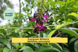 Image result for Millettia