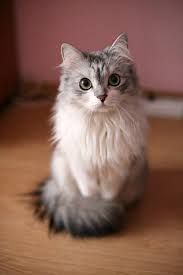 Cat Contest Monthly Photo Competiton With Prizes Gorgeous Cats Pretty Cats Long Haired Cats