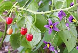 We did not find results for: 26 Types Of Red Berries Growing On Trees And Shrub Eathappyproject