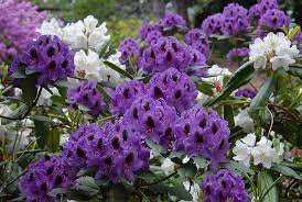 Good glossy foliage and suitable for some sun or light shade. Rhododendrons With Purple Blue Or Lilac Flowers