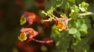 Image result for Tropaeolaceae