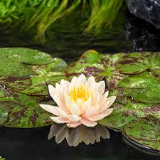 A stunning peach waterlily that is a favorite. Natural Ponds Archives Page 7 Of 14 Pondtrends