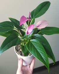 Pin On Anthurium Plant