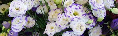 Wholesale flowers sells fresh flowers and foliages direct to the public. Eustoma From Holland Wholesale