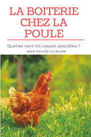 Boiterie Poule Toutes Les Causes Possibles En 2020 Poule