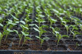 How long does it take seeds to sprout outside. Cauliflower Planting Guide How To Grow Cauliflower From Seeds