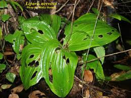 Image result for Liparis nervosa