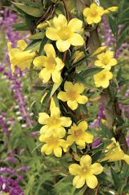 Image result for Gelsemium