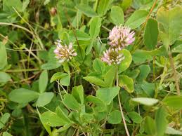 Image result for Trifolium isthmocarpum