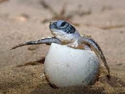 The eggs mature by the warmth of the sun. How Long Do Sea Turtles Live And Other Sea Turtles Facts Wwf