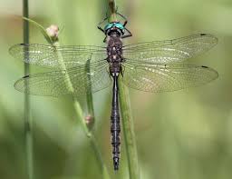 Image result for Gleichenia elongata