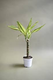 Image result for Dracaena steudneri