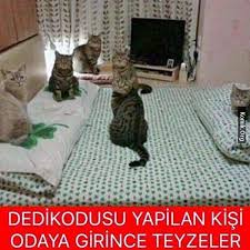 Berfin Kiziltepe Somurtkan Kediler Hayvan Fikralari Tumblr Eglence