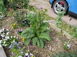 Image result for Droogmansia