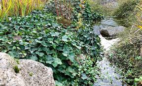The great thing about ground covers is that they require occasional watering. Best Ground Cover For Slopes The Home Depot