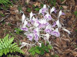 Image result for Kaempferia