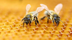 We did not find results for: Why Use Bee Exterminator Alternatives Bee Removal 239 634 1671