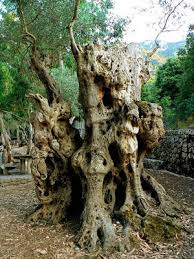 Old Olive Tree1 Jpg 300 400 Pixels Olive Tree Unique Trees Olive
