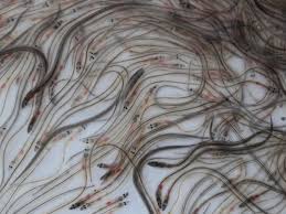 L'aspect social et économique de l'activité de pêche a été pris en compte, conformément aux trois piliers du développement durable (l'aspect. Operation De Reintroduction De Civelles Dans Leur Milieu Naturel