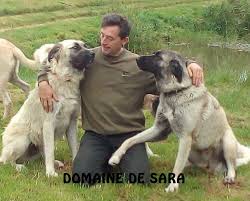 Welcome To Our Anatolian Shepherd Kennel Kangal Diaporama De L Elevage A Decouvrir Slideshow Of The Farm To Discover Cli Elevage Canin Chiot Chien Francais