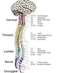 Muscles Anatomy Physiology Health Fitness Training Muscle Bone Spine Medical Anatomy Medical Knowledge Human Anatomy And Physiology