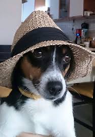 pin on i love dogs