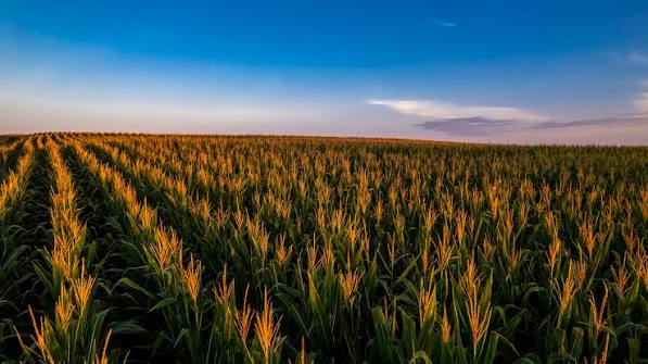 Nebraska ag land values increase by record-setting 5% | Nebraska Today
