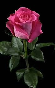 Rosas Rojas - BUENAS TARDES CORAZONES🌹🌹🌹 | Facebook