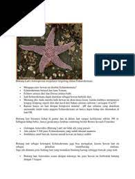Maybe you would like to learn more about one of these? Asteroidea Ophiuroidea
