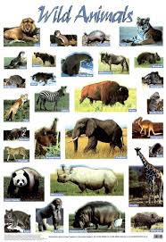 Wild Animals Poster Animals Wildlife Science Education Classroom Animal Posters Education Poster Poster